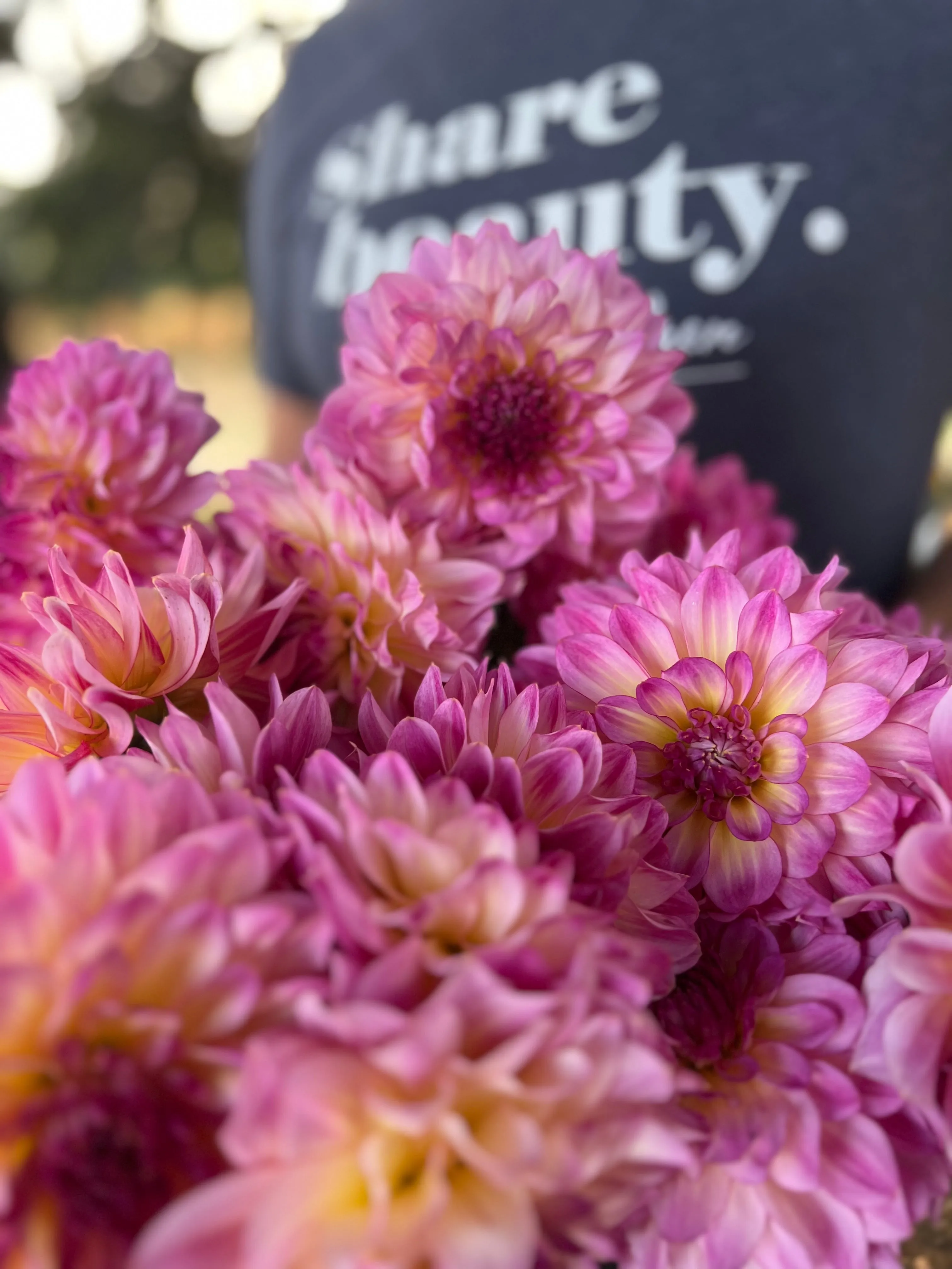 Bloomquist Cool Dahlia Tuber